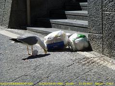 105 - A caccia di cibo, trovato!